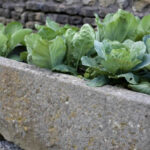 Grow Your Own Veg!