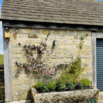 Climbing Plants Work Perfectly in Reclaimed Stone Troughs